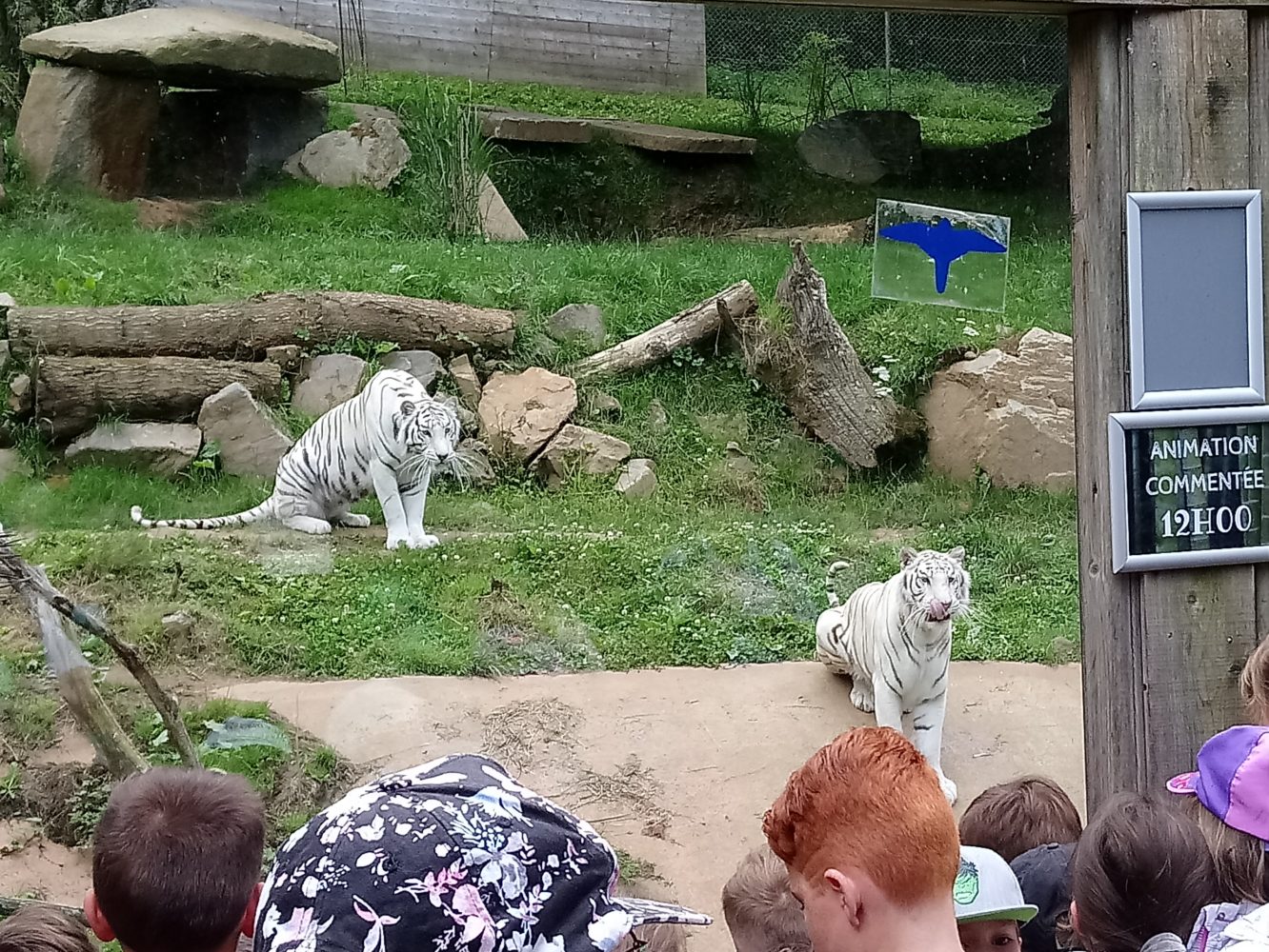 visite du zoo de Trégomeur
